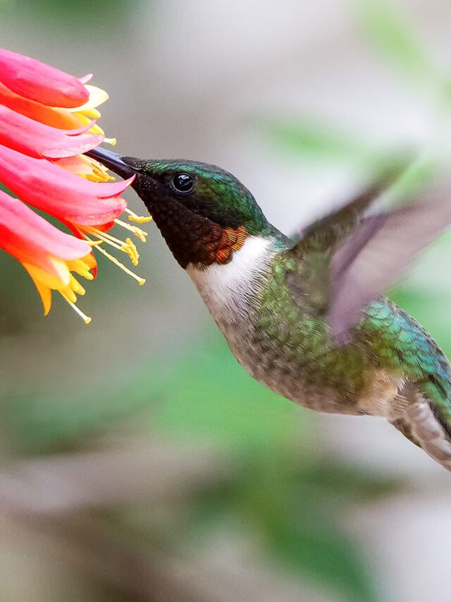 Transform Your Yard Into A Hummingbird Haven With This Flowering Plant